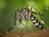 Pest-Control-Services-For-Mosquito